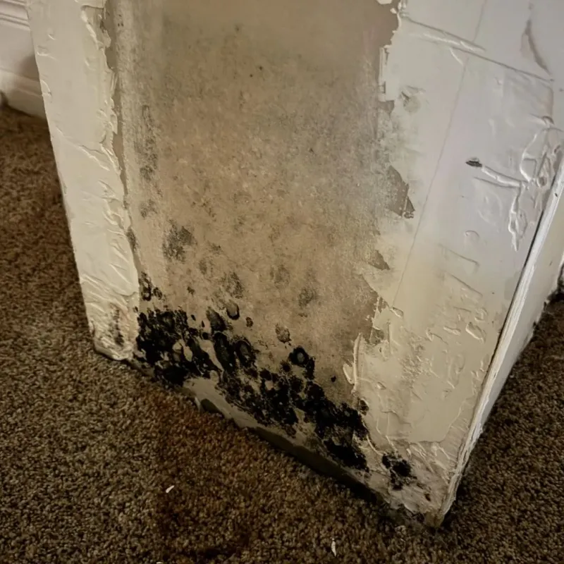 Professional Mold Removal in Frankfort, IN
